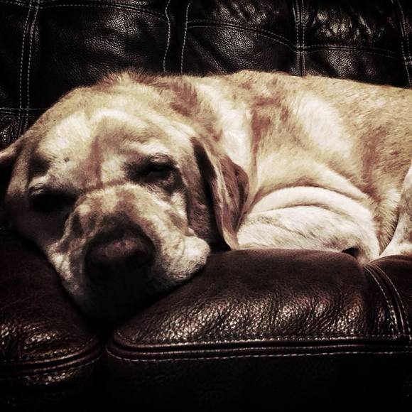 Meet your Posher, Joel - Picture 1 of 1